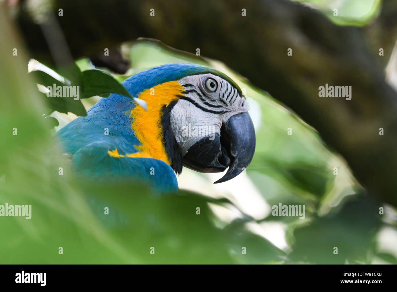 Blu-giallo macaw - Ara ararauna - blu e oro macaw - blu e giallo | blu e oro parrot Foto Stock