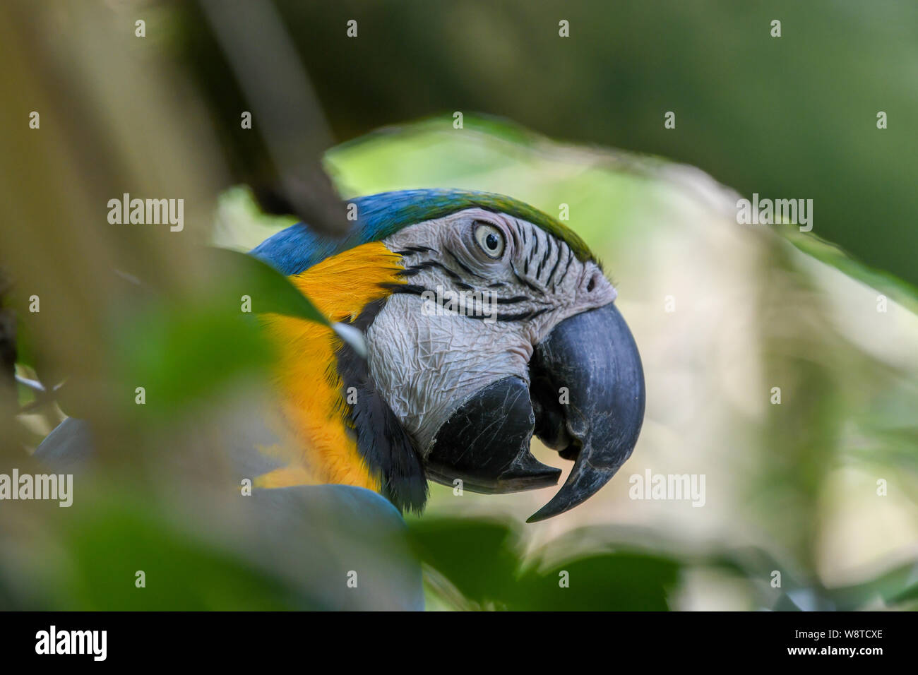 Blu-giallo macaw - Ara ararauna - blu e oro macaw - blu e giallo | blu e oro parrot Foto Stock