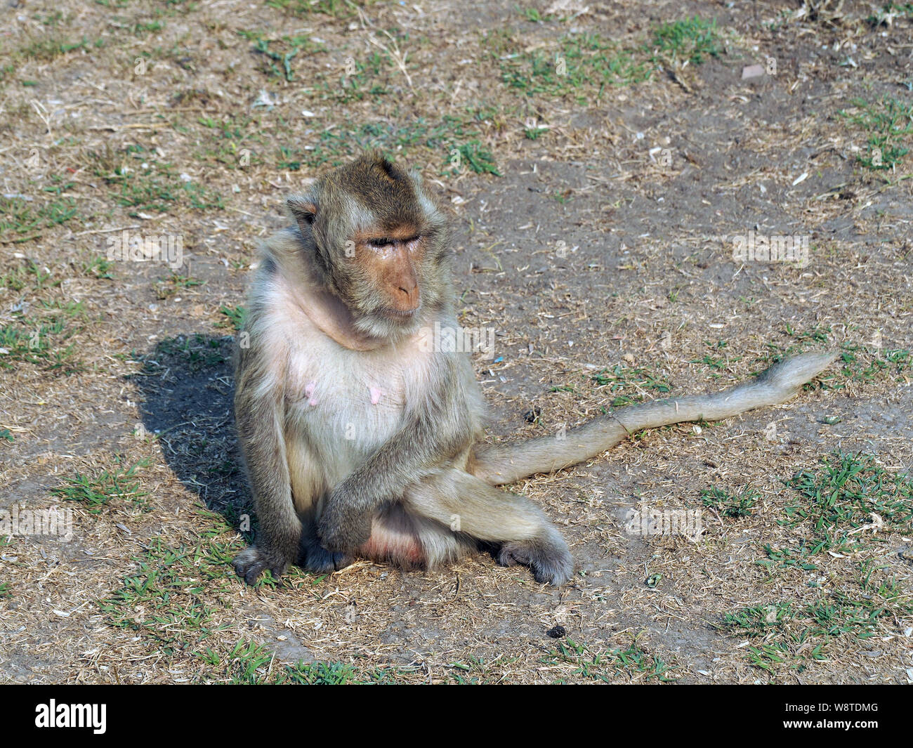 Monkey, Phra Prang Sam Yot tempio Khmer, Lopburi, Thailandia, Asia Foto Stock