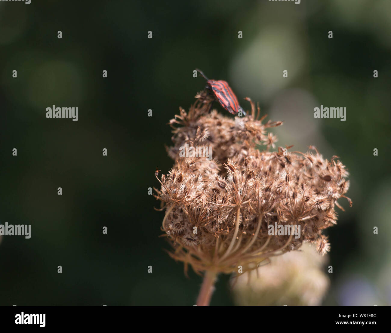 Striping bug di protezione attorno a prendere il via dal bordo della mucca prezzemolo seme head Foto Stock