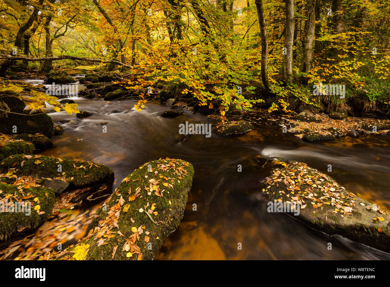 Un bosco di Scena di fiume di alberi con foglie d'oro come autunno cade sul fiume Teign sul Parco Nazionale di Dartmoor vicino Fingle Bridge. Foto Stock