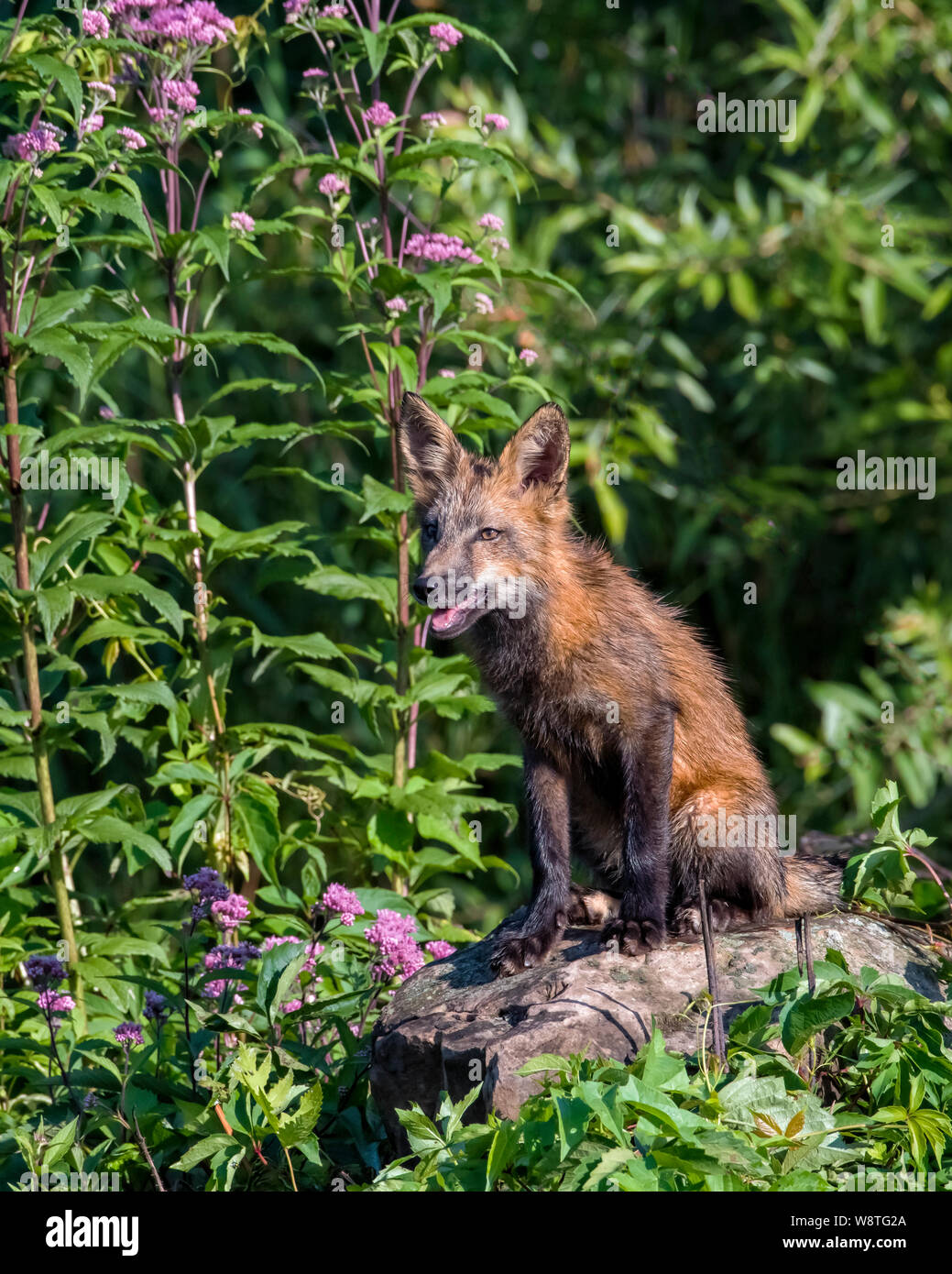Giovane Volpe rossa seduta su una roccia con fiori viola in background Foto Stock