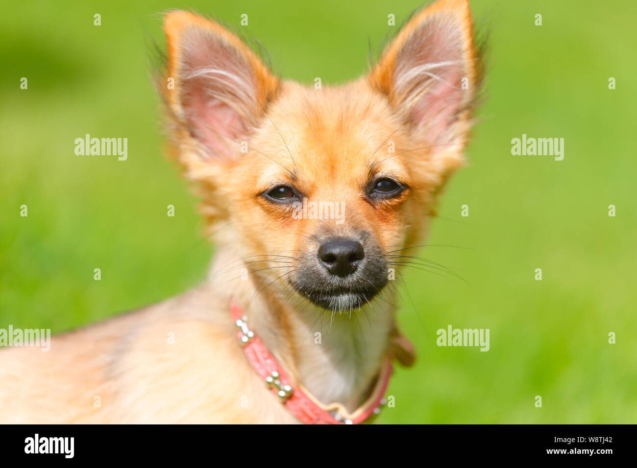 Un Chihuahua Terrier cross cucciolo di razza Foto Stock