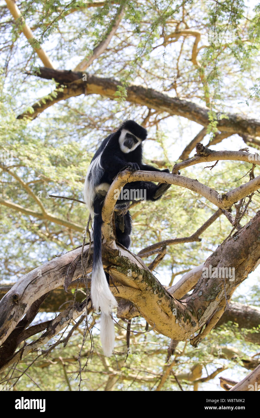 Colobus Monkey,Colobus guereza occidentalis, Elsamere, Kenya Foto Stock