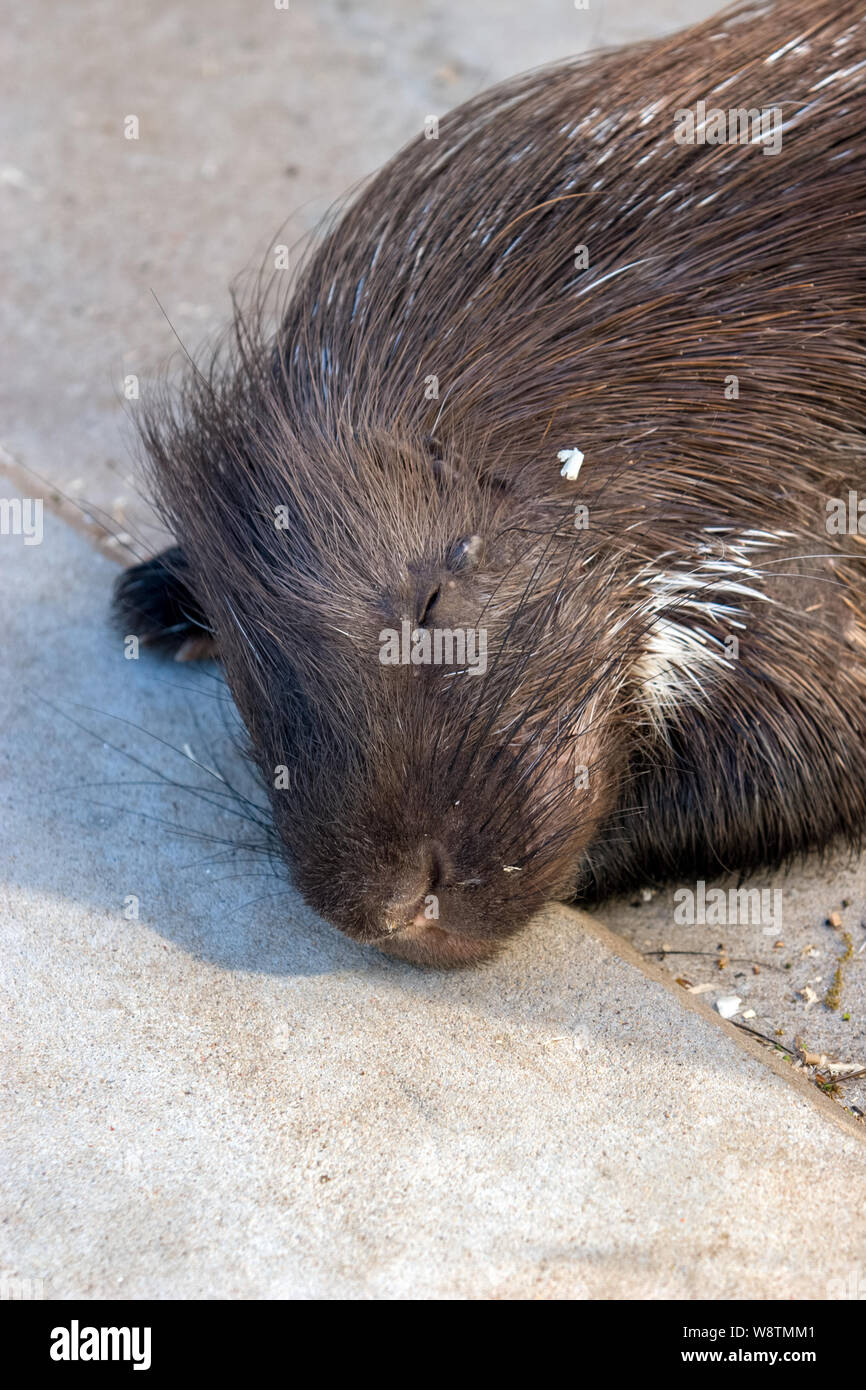 Un castoro giace e dorme su un pavimento di calcestruzzo. Grandi baffi neri, chiuse gli occhi, marrone cappotto. Telaio verticale. Foto Stock