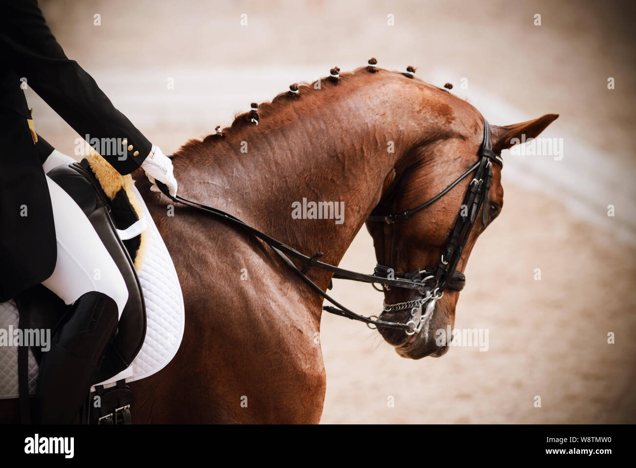 Cavallo elegante vestito rosso vestito in un boccaglio con archetto con un  cavaliere in sella partecipa a competizioni di dressage Foto stock - Alamy