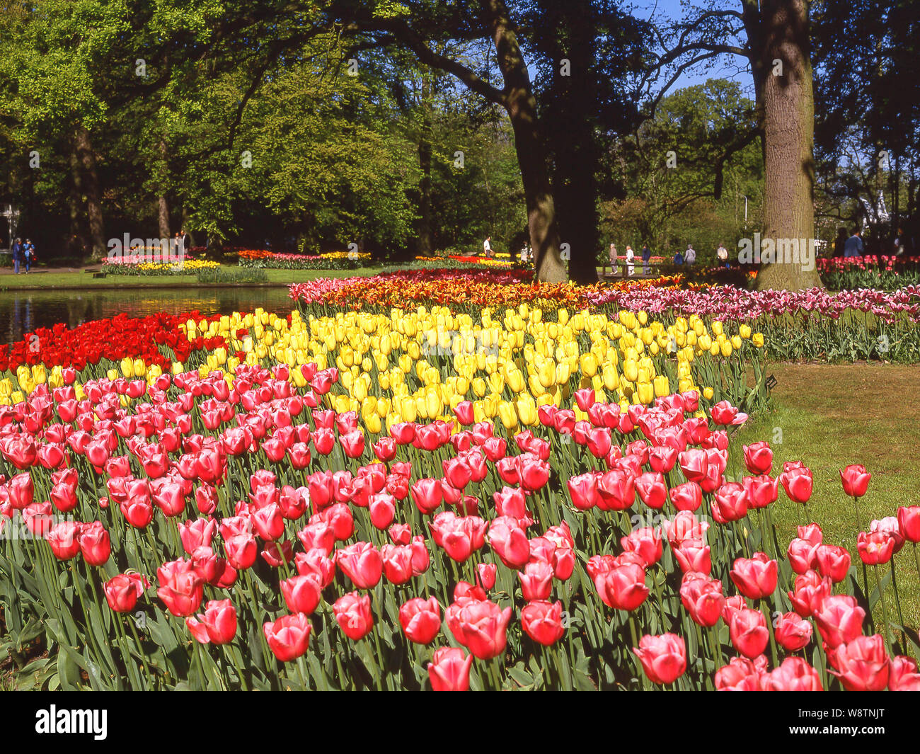 Campi di tulipani in primavera, Giardini Keukenhof, Lisse, Olanda del Sud (Zuid-Holland), Regno dei Paesi Bassi Foto Stock