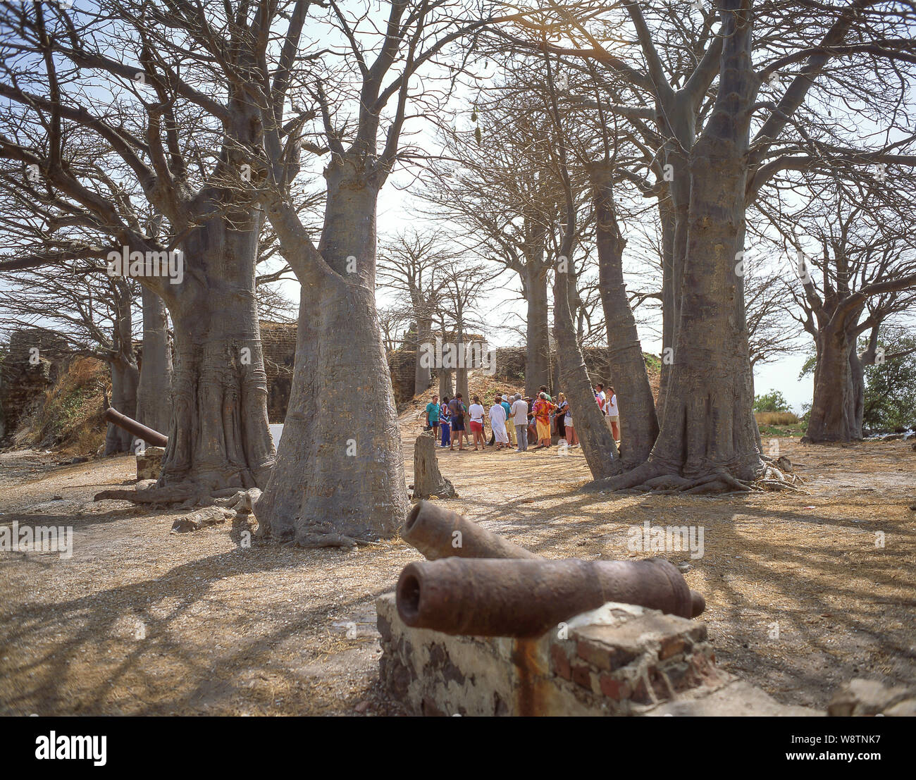 Alberi di baobab sulla storica Kunta Kinteh Island (l'Isola James) stazione commerciale, Albreda, banca del Nord, Repubblica della Gambia Foto Stock