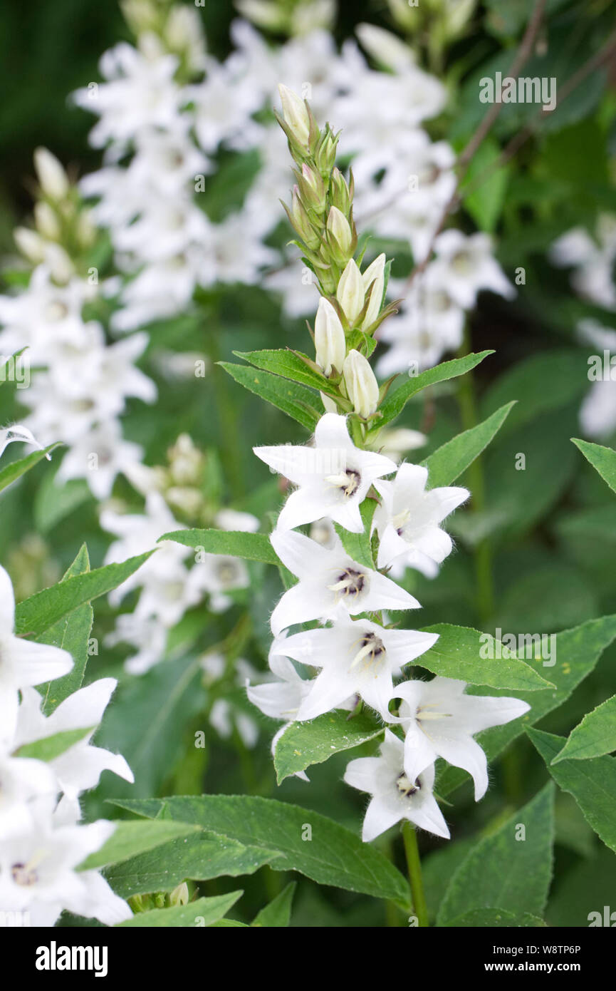 Campanula latifolia "Alba". Bianco di latifoglie campanula. Foto Stock