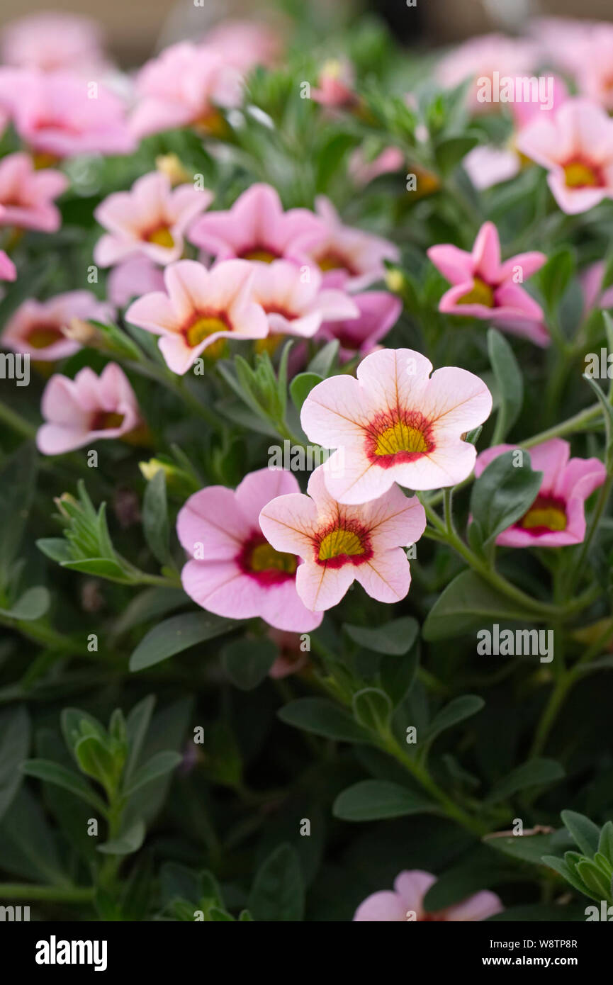 Calibrachoa F1 Kabloom luce rosa Blast Foto Stock