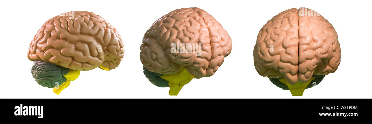 Modello anatomico del cervello umano isolato su bianco Foto Stock