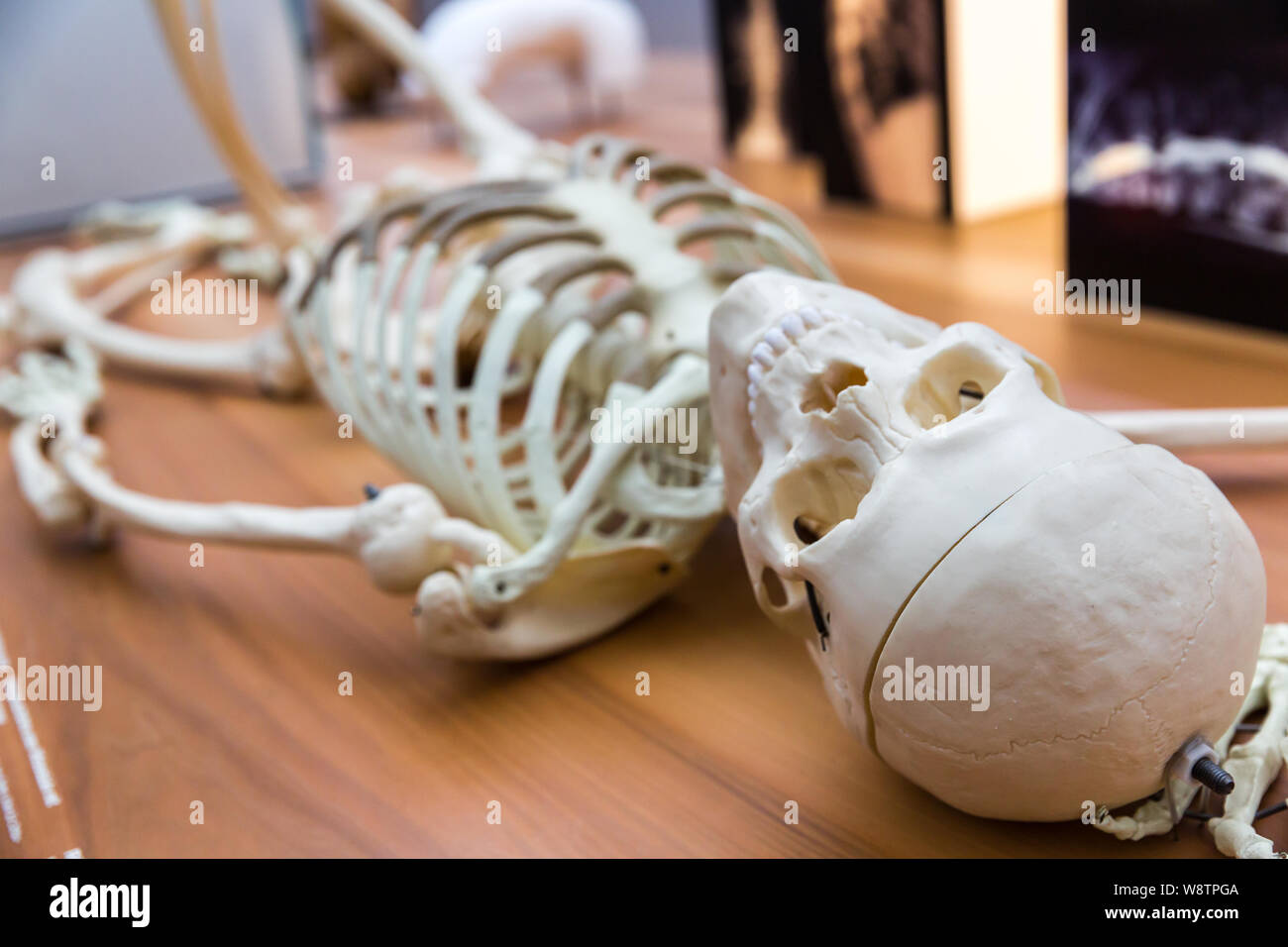 Modello di scheletro umano sul tavolo, istruzione Foto Stock