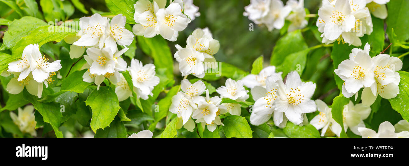 Gelsomino In Fiore Immagini E Fotos Stock Alamy
