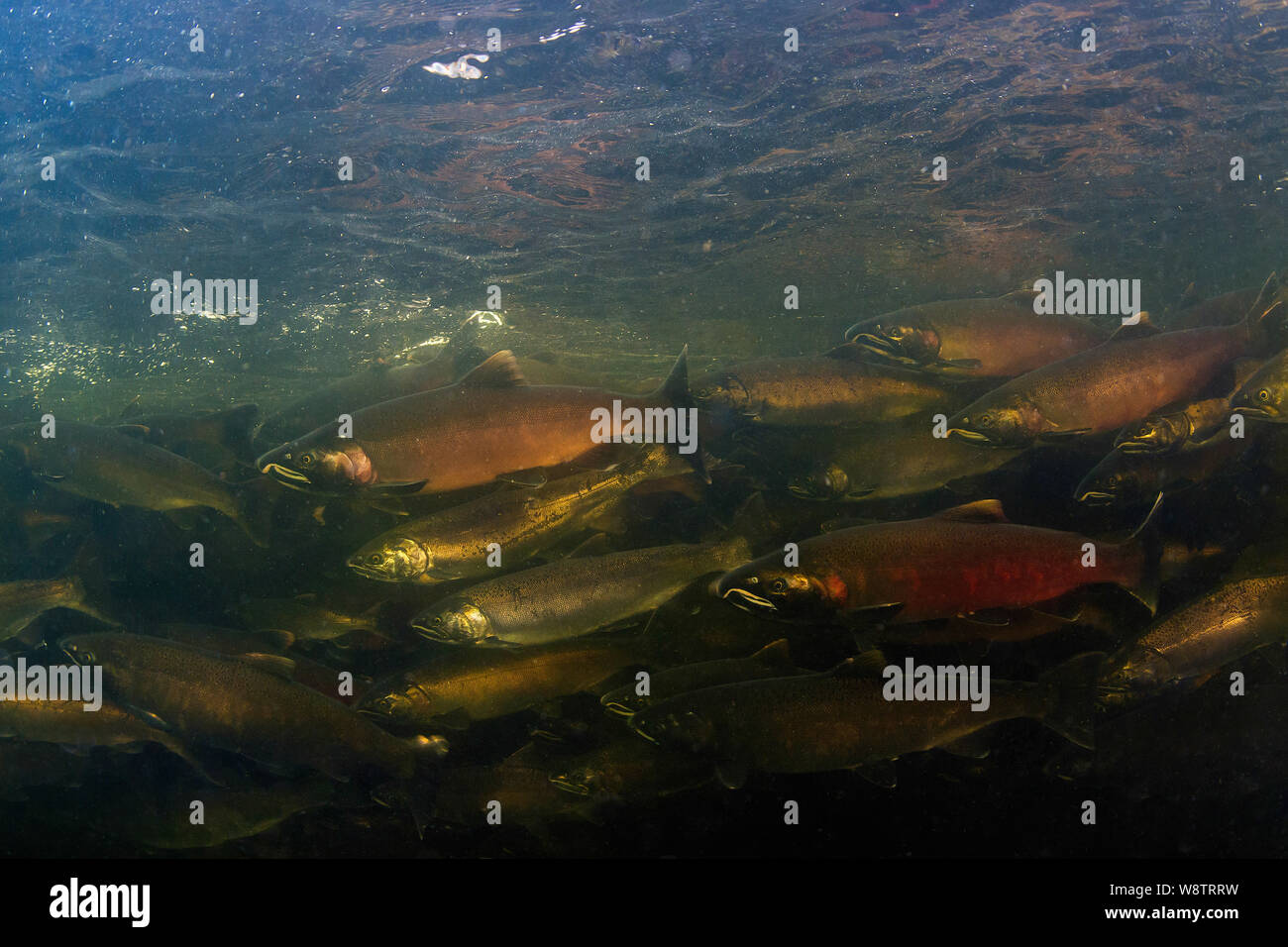 Una scuola di Coho salmone nel fiume Capilano, North Vancouver, Canada. Foto Stock