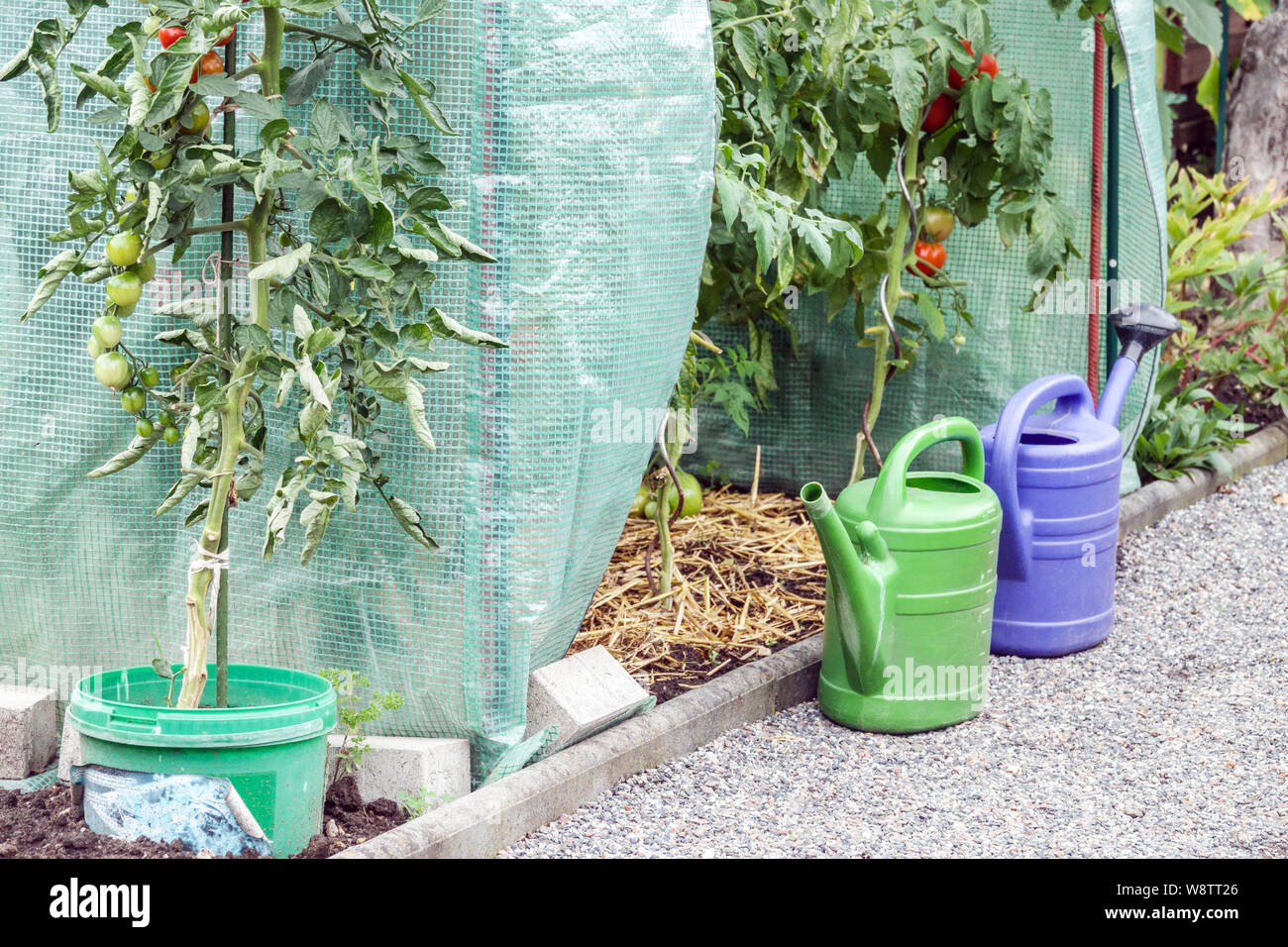 Pomodori che crescono in una serra di plastica, orto, agosto, innaffiatoi Foto Stock
