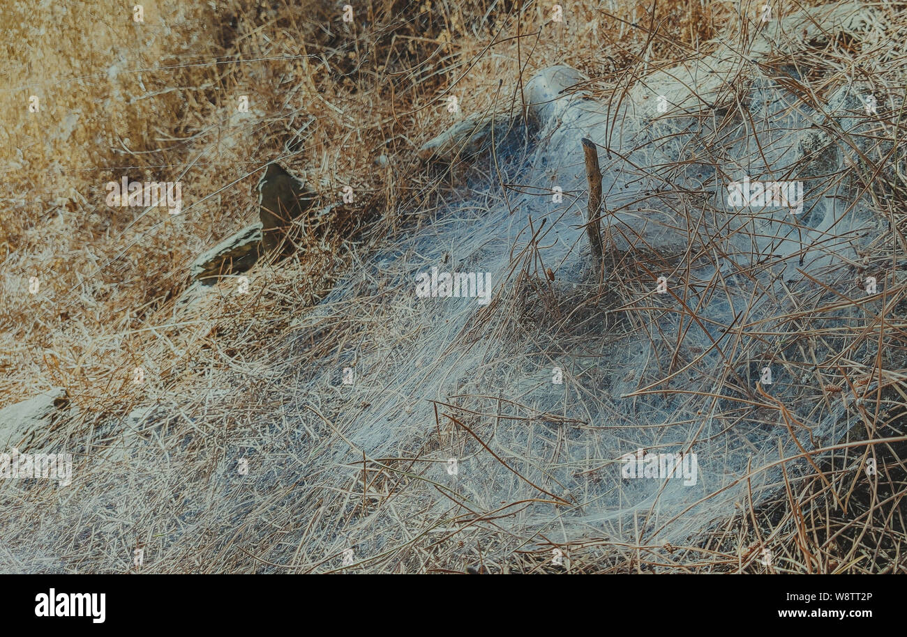 Grande pezzo di ragnatela su foglia di pino cucciolata Foto Stock