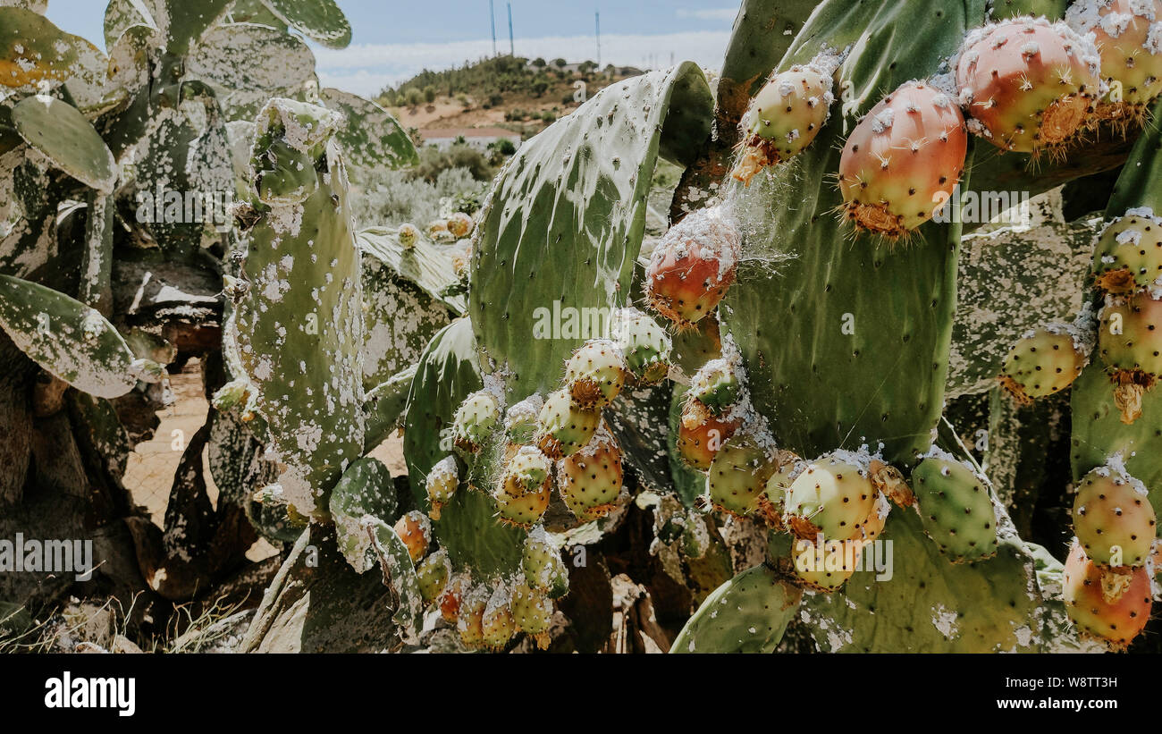 Grande stabilimento cactus Opuntia ficus-indica e ficodindia colpiti da una piaga di cocciniglia in Andalusia Foto Stock