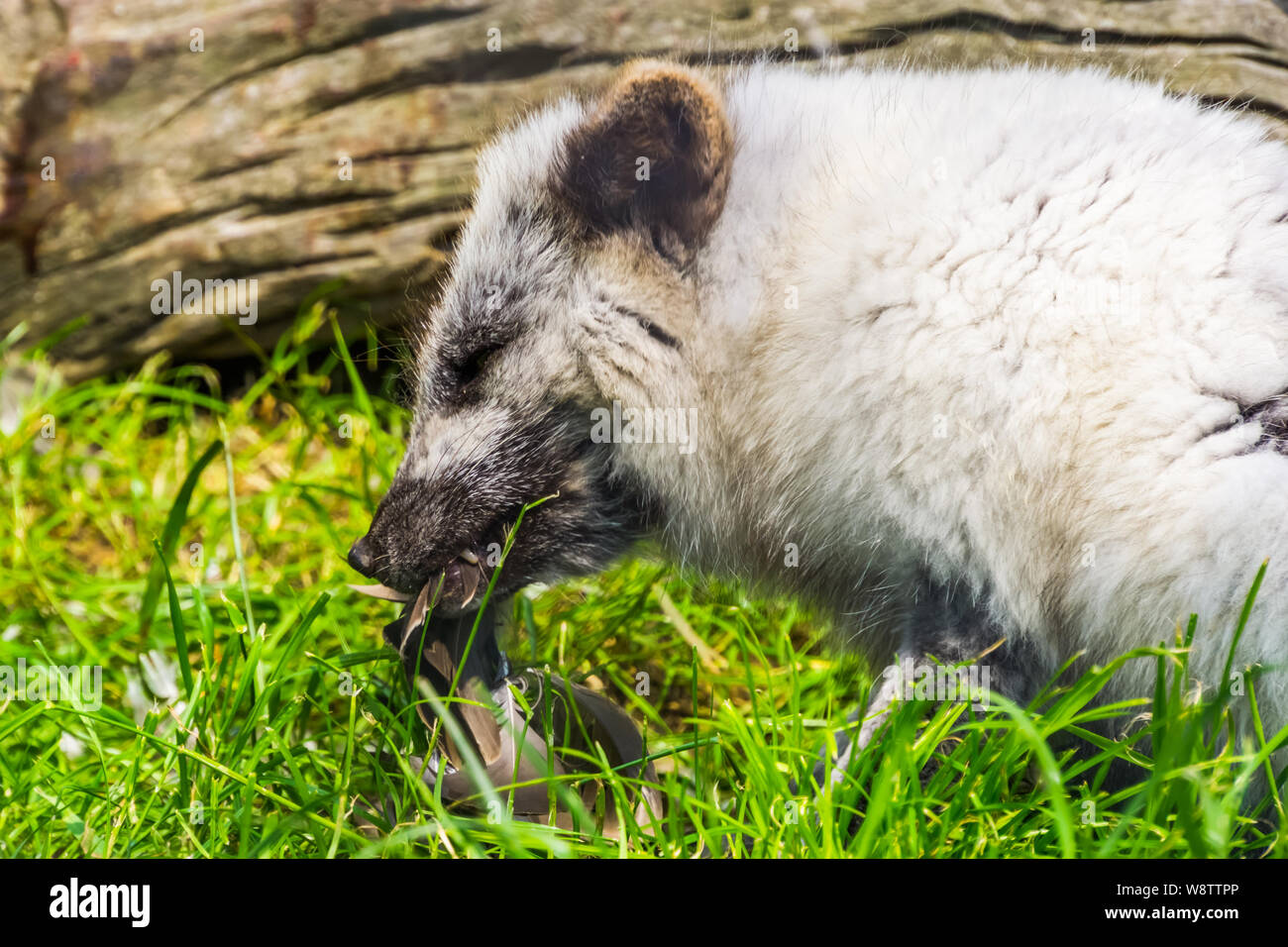 Arctic Fox divorando un uccello in closeup, fox specie dall'emisfero settentrionale Foto Stock