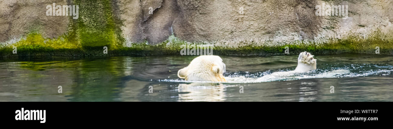Orso polare nuotare in acqua, vulnerabile specie animale dal circolo polare artico, tipico comportamento animale Foto Stock