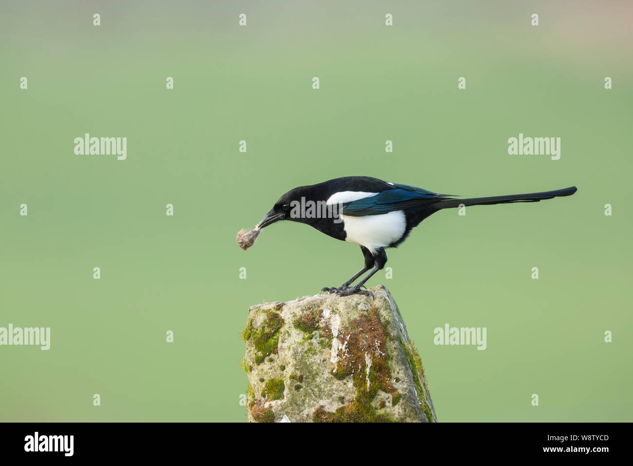 Comune di gazza Pica pica, adulto, appollaiato su pietra post con cibo, Berwick Bassett, Wiltshire, Regno Unito, Febbraio Foto Stock