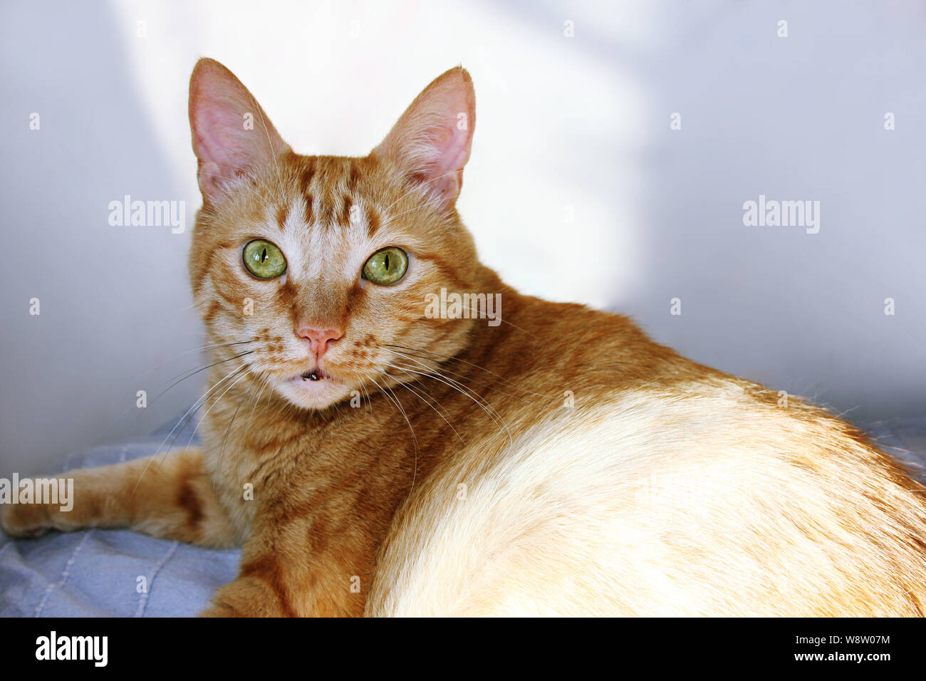 La Ginger fat cat guardando la telecamera. Il gatto di casa sdraiato su un sun indoor Foto Stock
