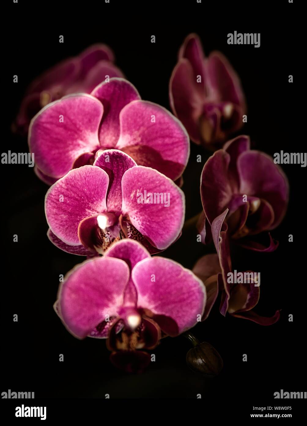 Tre orchidee viola con uno sfondo di colore nero Foto Stock