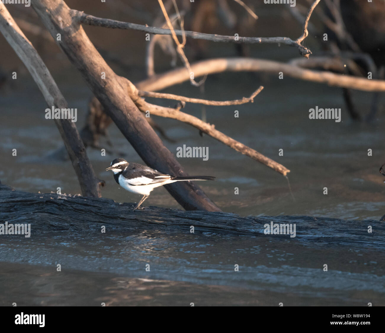Un uccello in Riserva Selous arroccato su di un lembo di albero nel fiume Rufiji in Tanzania. Foto Stock