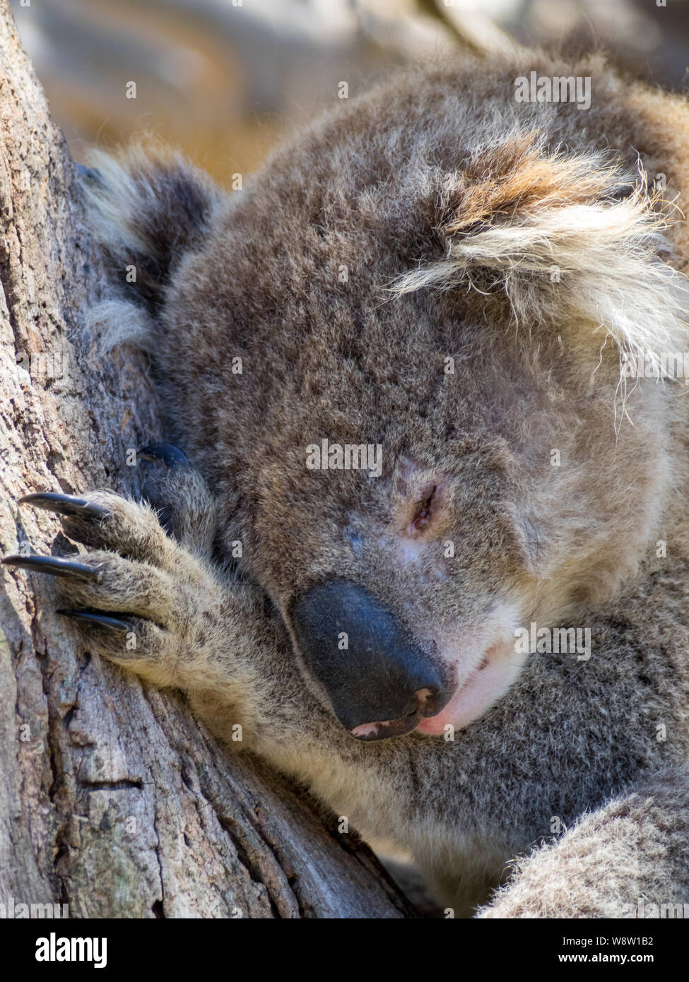 Sleeping koala, testa di close-up Foto Stock