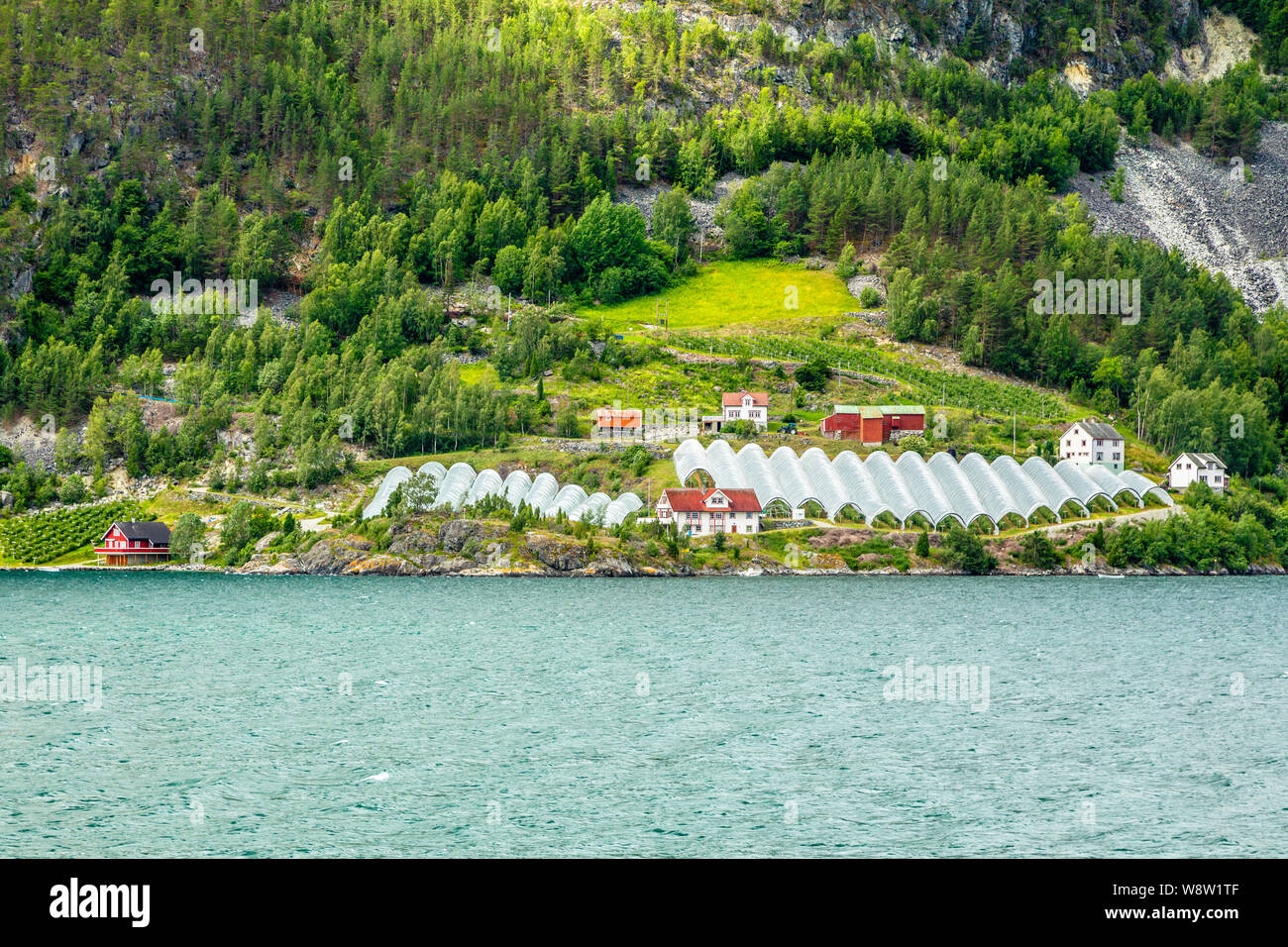 Norwegian azienda agricola con serre sul colle a Naeroy fiordo, Aurlan, Sogn og Fjordane county, Norvegia Foto Stock