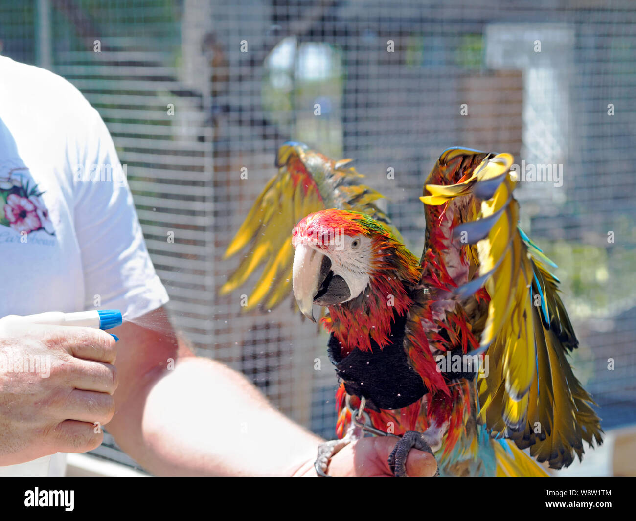 Macaw in un corpetto è bagnato in giù con un flacone spray su un caldo giorno di agosto presso la South Texas Botanical Gardens & Centro Natura nel Corpus Christi, Texas USA. Foto Stock