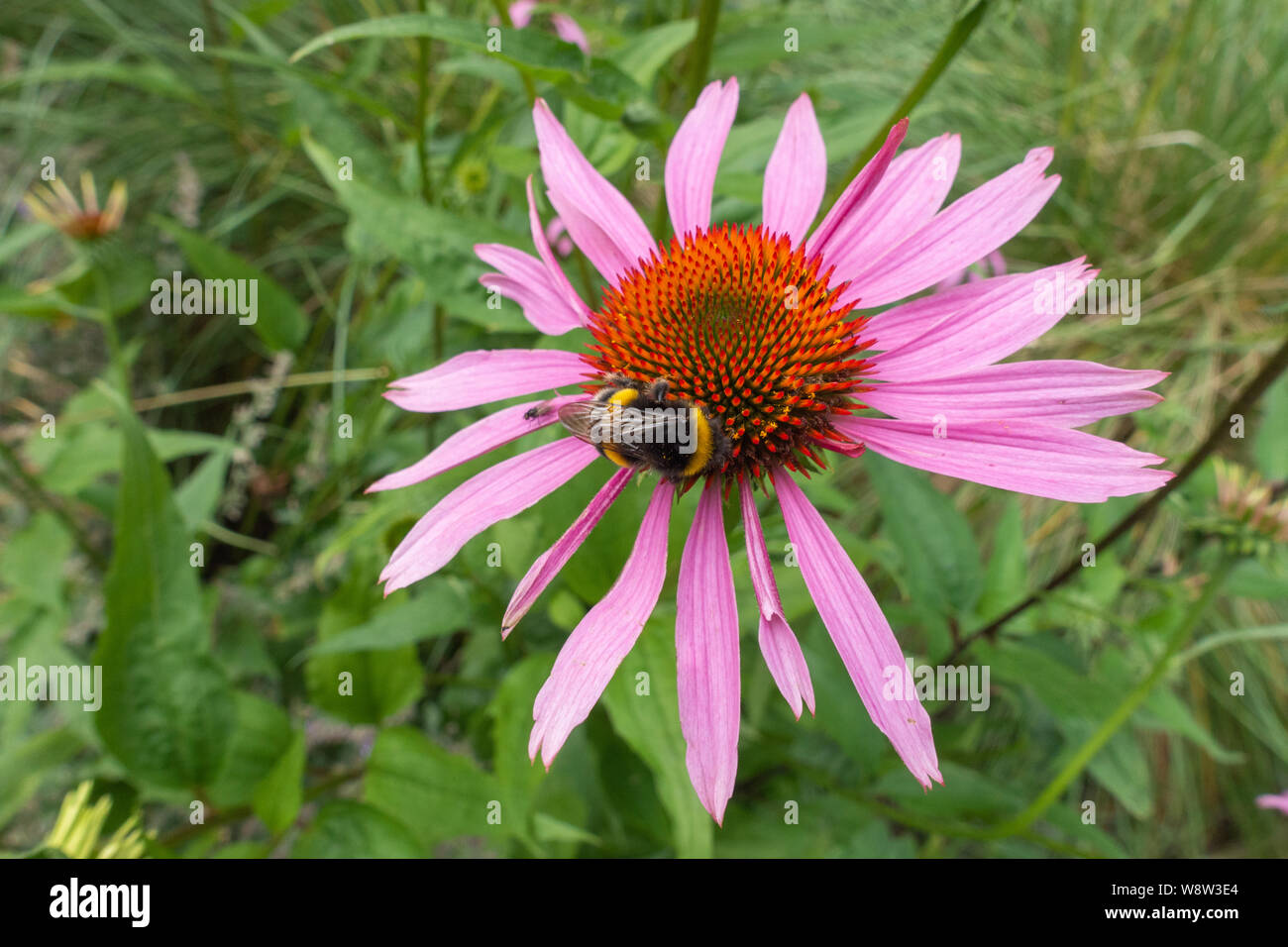 Primo piano di ape su purple Coneflower Foto Stock