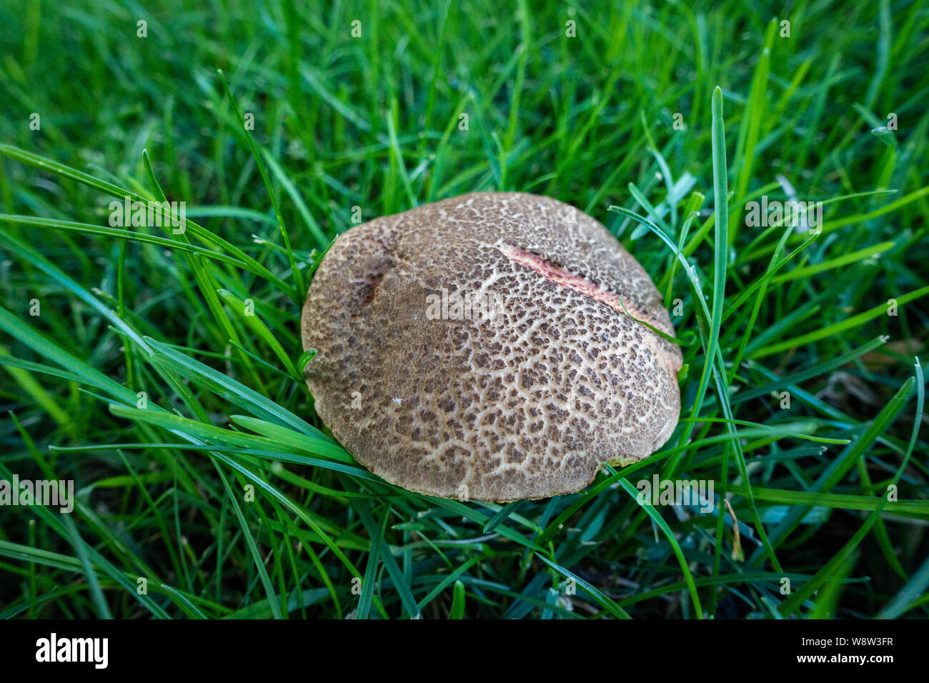 Primo piano dal basso di un fresco di funghi coltivati su giardino prato Foto Stock
