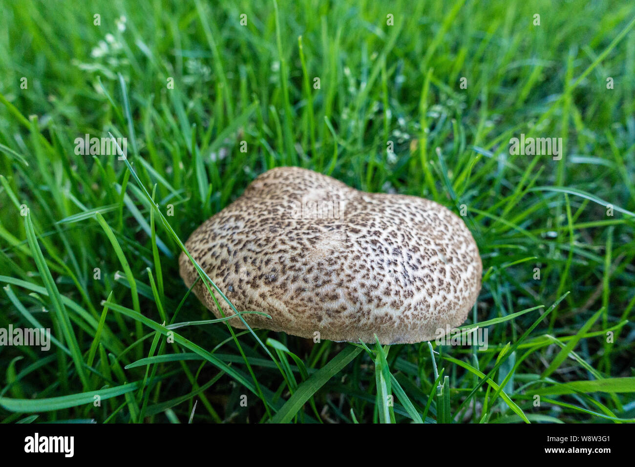Primo piano dal basso di un fresco di funghi coltivati su giardino prato Foto Stock