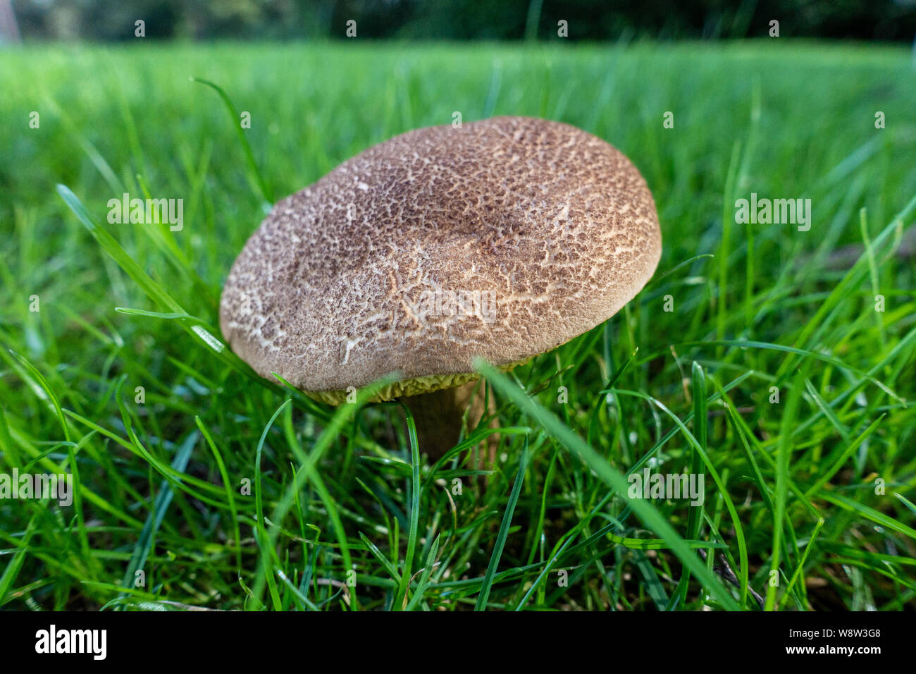 Primo piano dal basso di un fresco di funghi coltivati su giardino prato Foto Stock