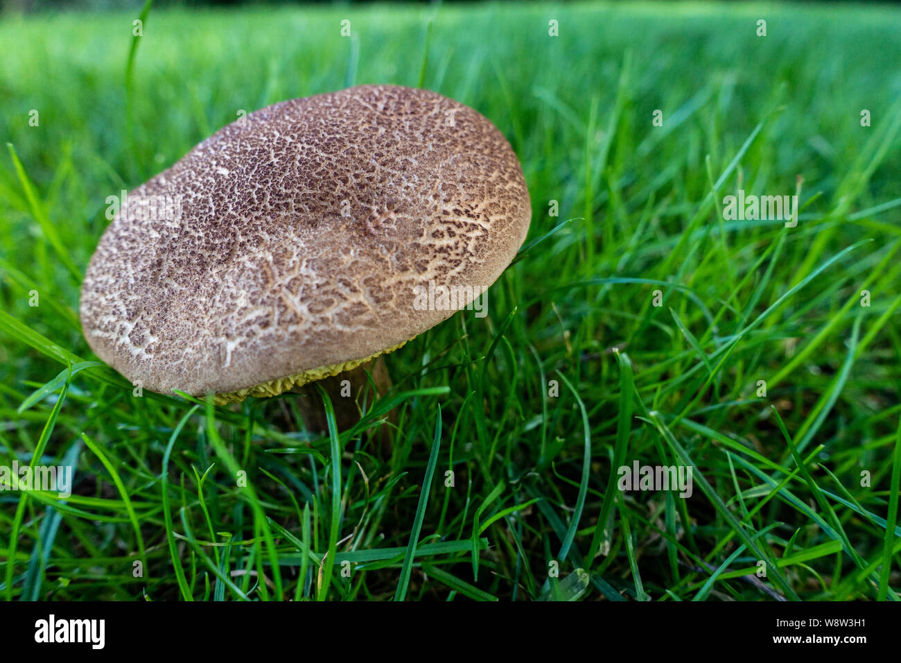 Primo piano dal basso di un fresco di funghi coltivati su giardino prato Foto Stock
