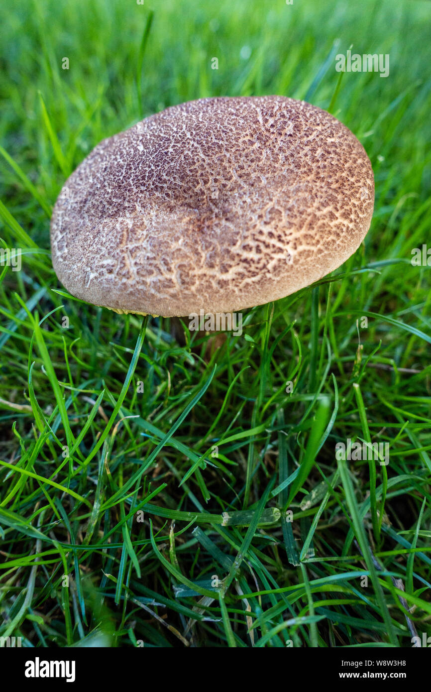 Primo piano dal basso di un fresco di funghi coltivati su giardino prato Foto Stock