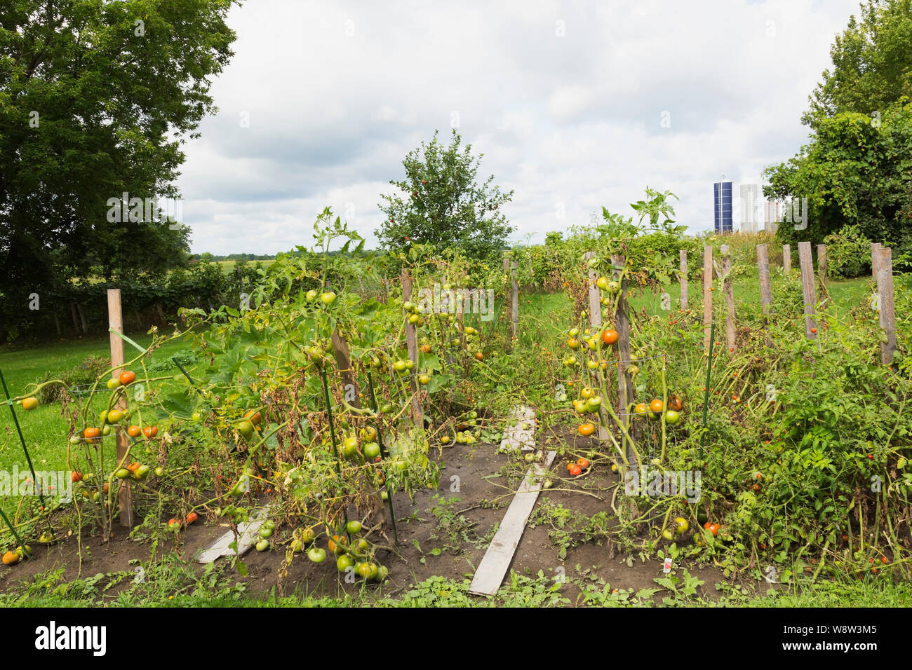 Orto biologico appezzamento con red Lycopersicon esculentum - piante di pomodoro in cortile residenziale in estate Foto Stock