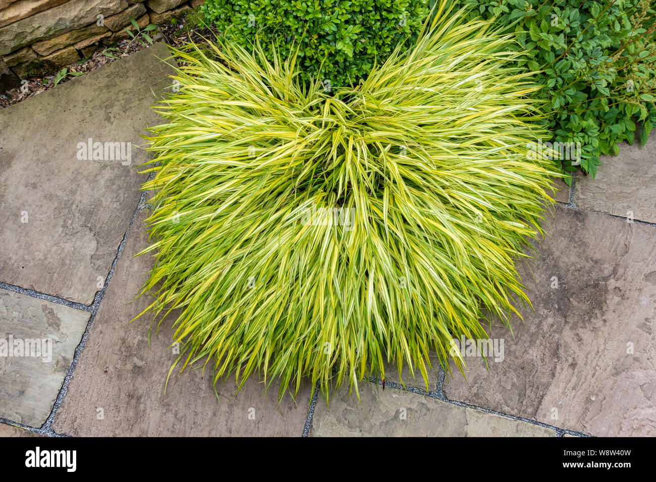 Hakonechloa macra "aureola", erba ornamentale Foto Stock