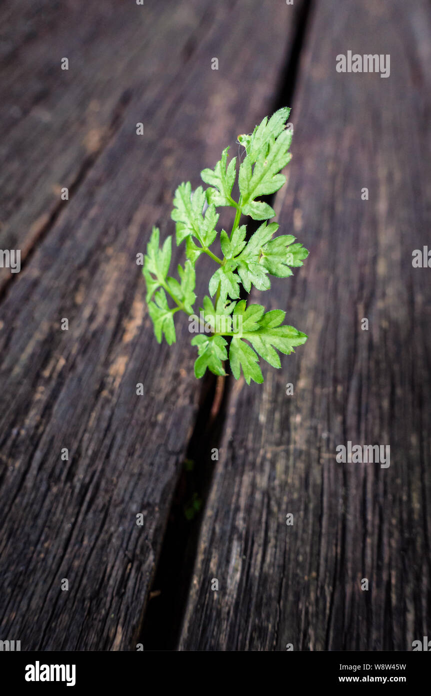 Piccolo albero radici stesso e sopravvive in un vecchio trave di legno Foto Stock