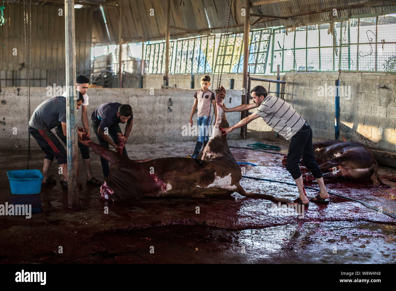 (Nota dell'EDITORE: immagine contiene il contenuto grafico.)macellai palestinese tagliato su un bovino macellato, durante il giorno santo. Eid al-Adha celebrazione, indica la volontà del profeta Ibrahim (Abramo per i cristiani e gli ebrei) al sacrificio del figlio. Durante la vacanza, che dura da quasi quattro giorni, musulmani della macellazione di ovini o bovini e distribuire parte della carne ai poveri e mangiare il resto. Foto Stock
