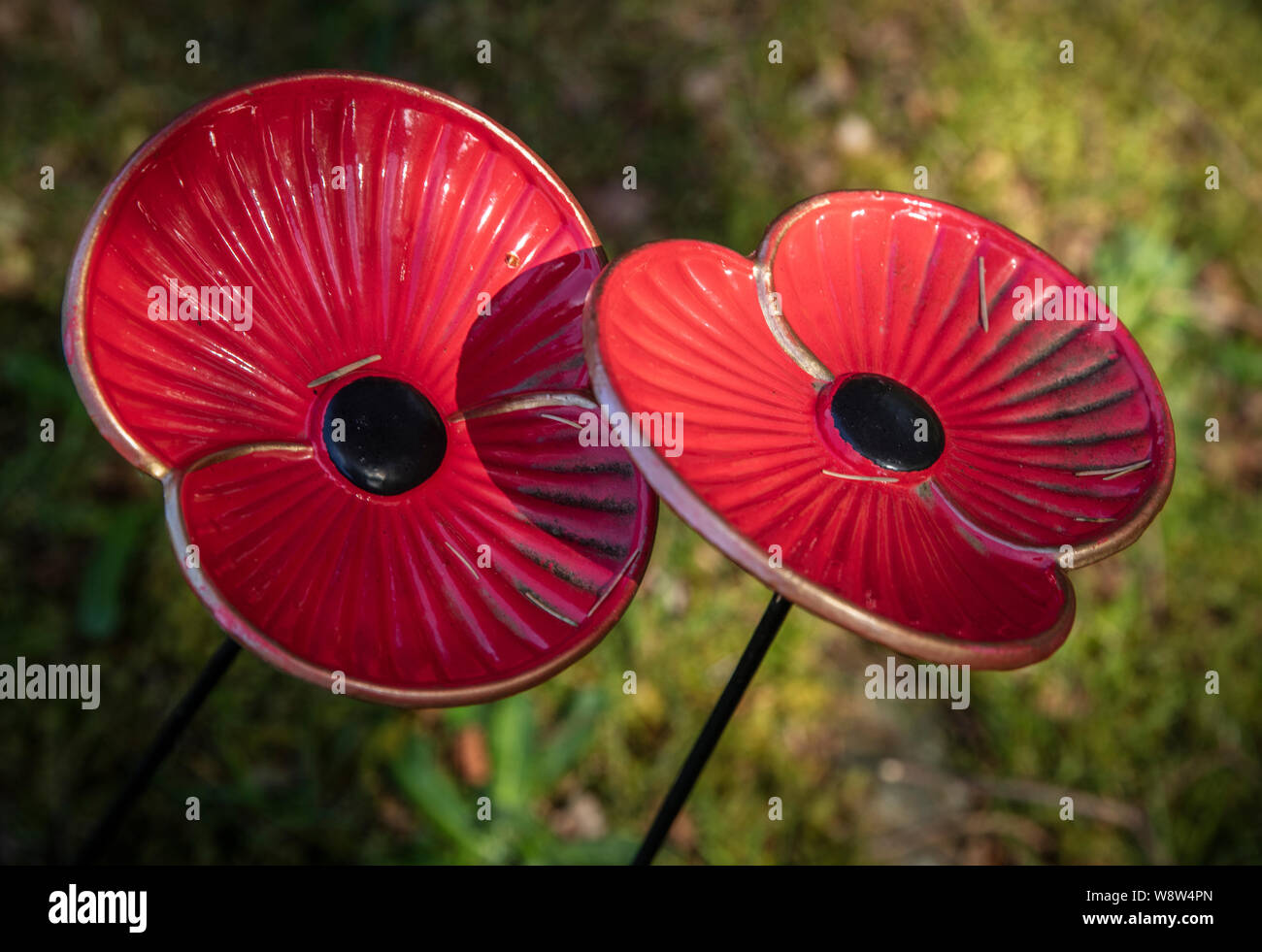 Due rossi popplies ceramici da una chiesa in Glenfinnan per commemorare i soldati che morirono nella Prima Guerra Mondiale. Preso dalla Torre di Londra Foto Stock
