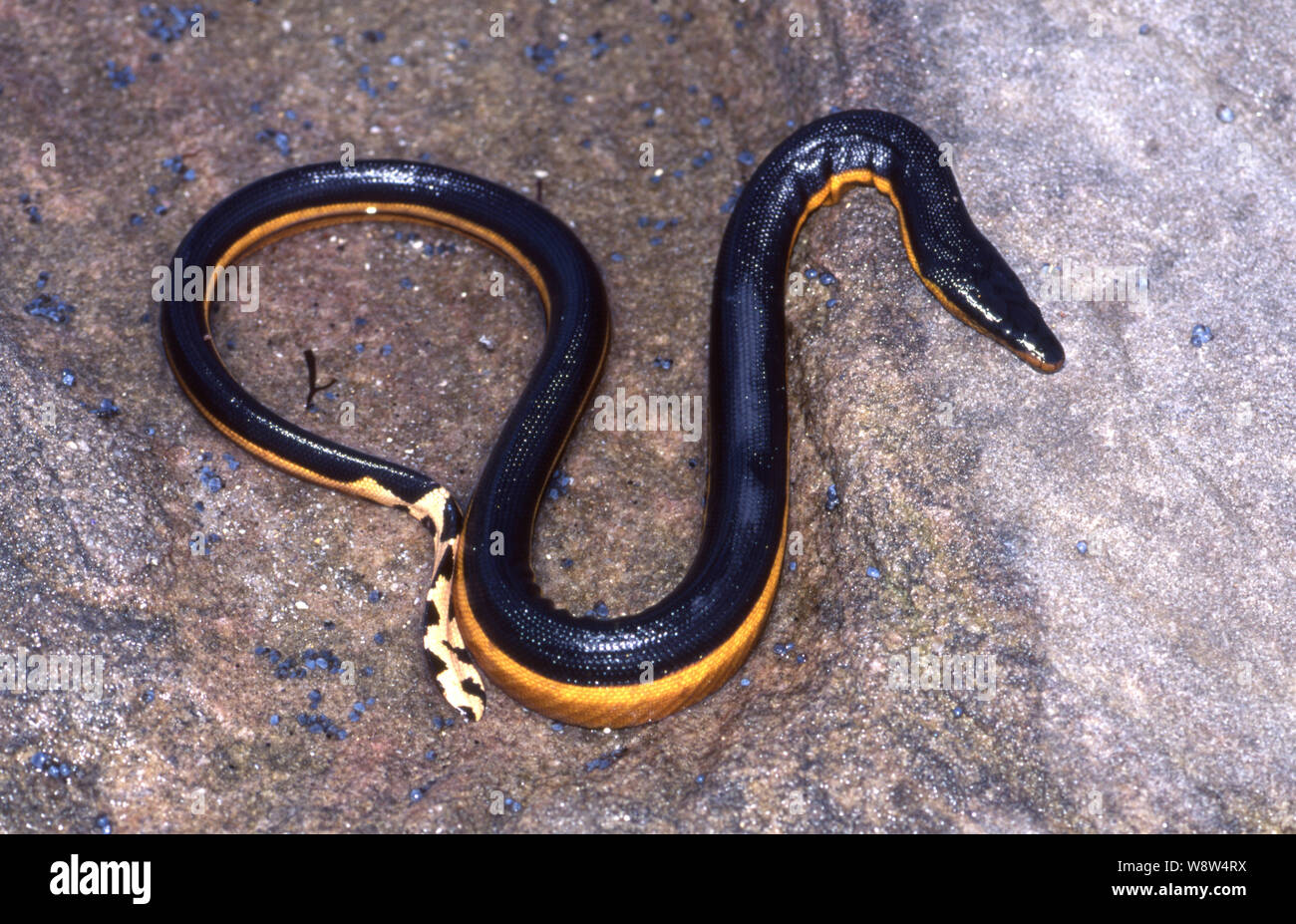 A becco giallo serpente del mare Foto Stock