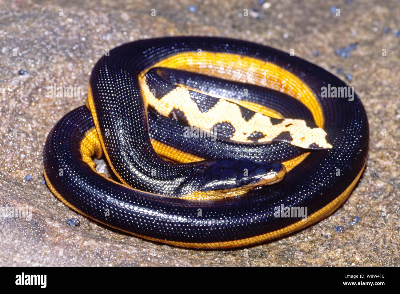 A becco giallo serpente del mare Foto Stock