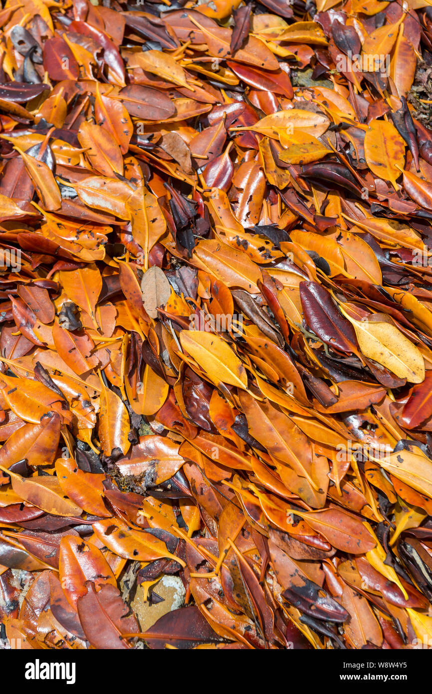 Full frame di sfondo arancione oro e bronzo di foglie di mangrovie lavato fino a una spiaggia con la bassa marea a Bahia, Brasile Foto Stock