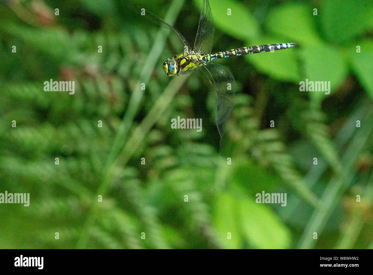 Southern hawker (Aeshna cyanea) in volo Foto Stock