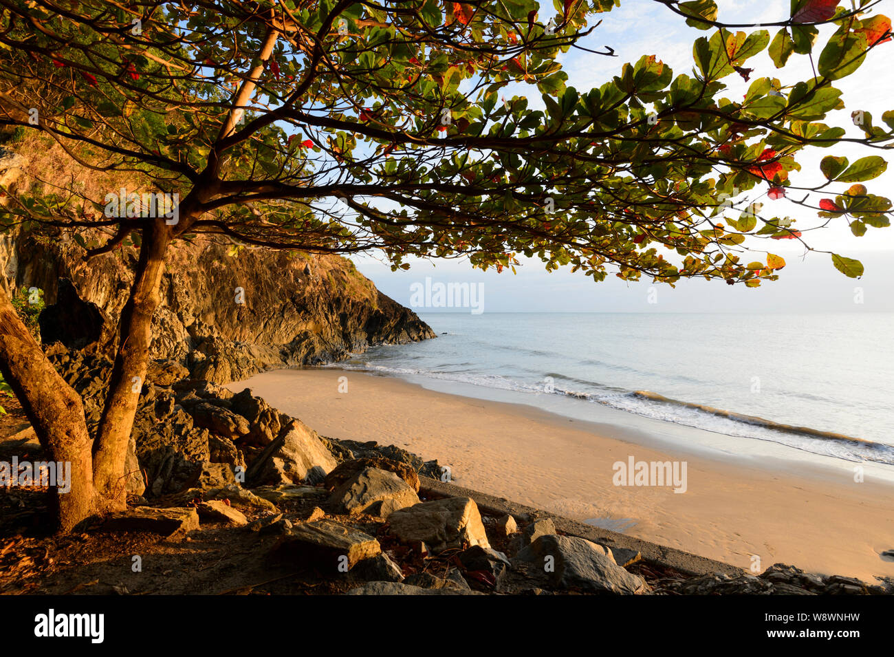 Una spiaggia Almond Tree (Terminalia catappa) con foglie rosse lungo la spiaggia a Yorkey la manopola, Cairns Northern Beaches, estremo Nord Queensland, FNQ, QLD, Au Foto Stock