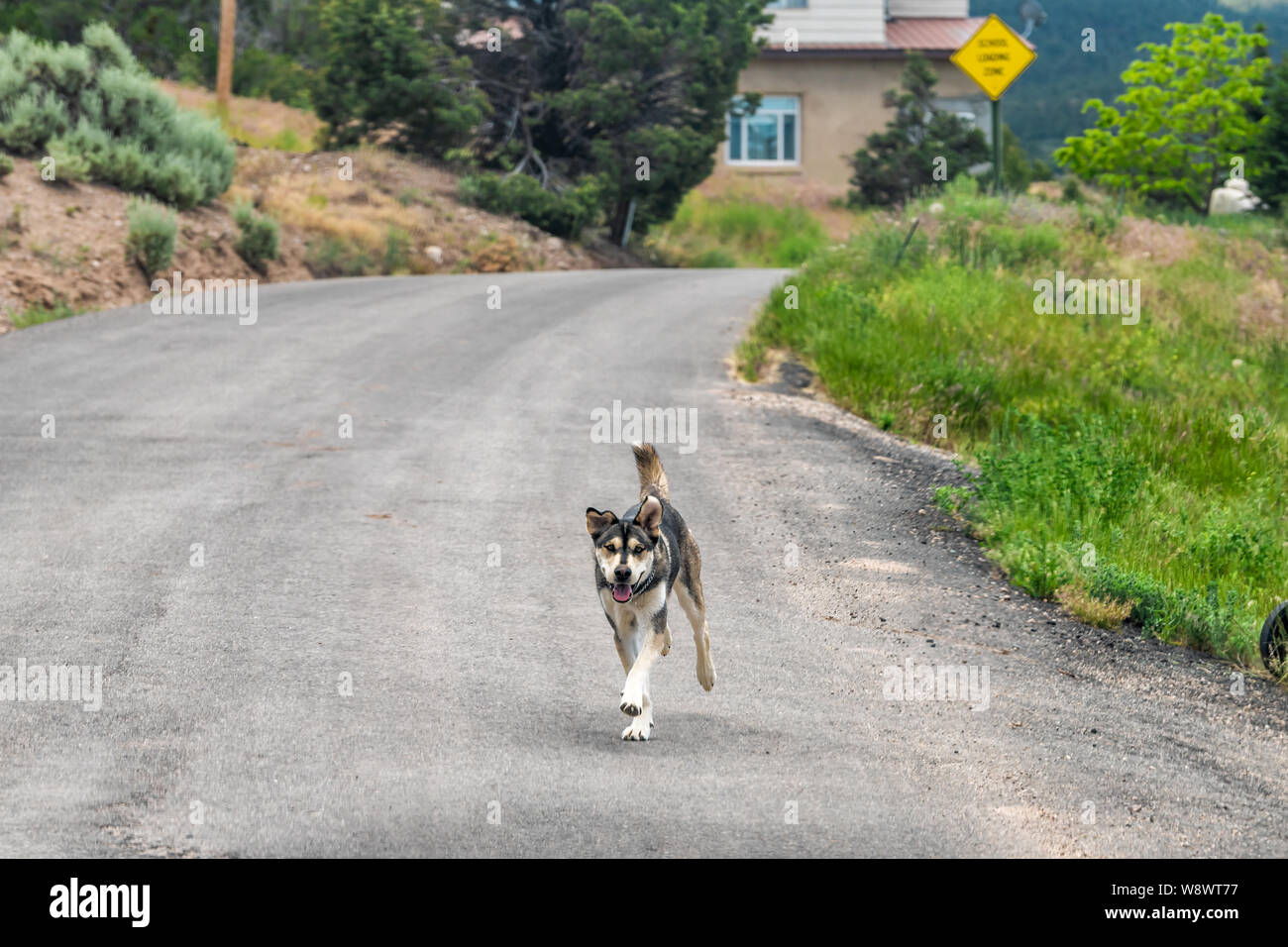 Husky cane mutt in esecuzione in Ojo Sarco villaggio in High Road a Taos città storica strada di montagna Foto Stock