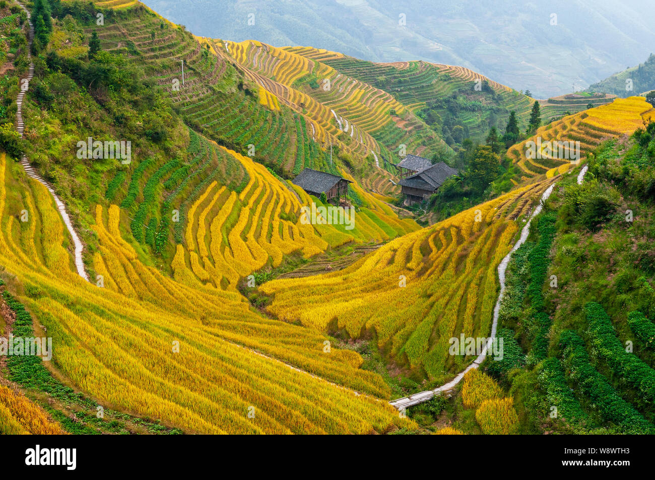Il riso maestosi campi terrazzati durante la stagione di raccolto nei pressi di eseguire il ping di un villaggio, Longji campi terrazzati Scenic Area, Longsheng County, Guangxi, Cina. Foto Stock
