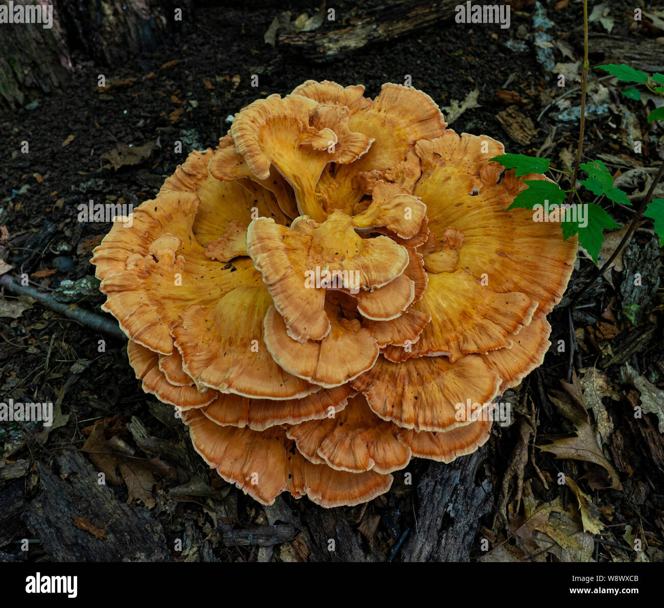 Spesso arboree colorati o giovani pollo di boschi di funghi o zolfo fungo ripiano Foto Stock