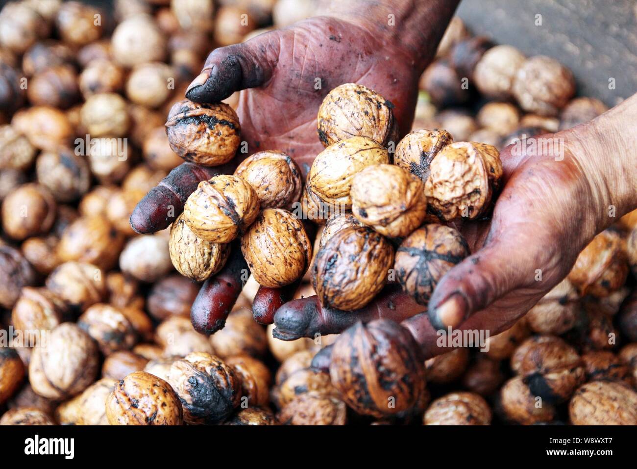 Un lavoratore cinese mostra una manciata di pelato-off noci durante la stagione del raccolto in un mercato nel villaggio Wangjutou, Lantian county, Northwest Chinas Sh Foto Stock